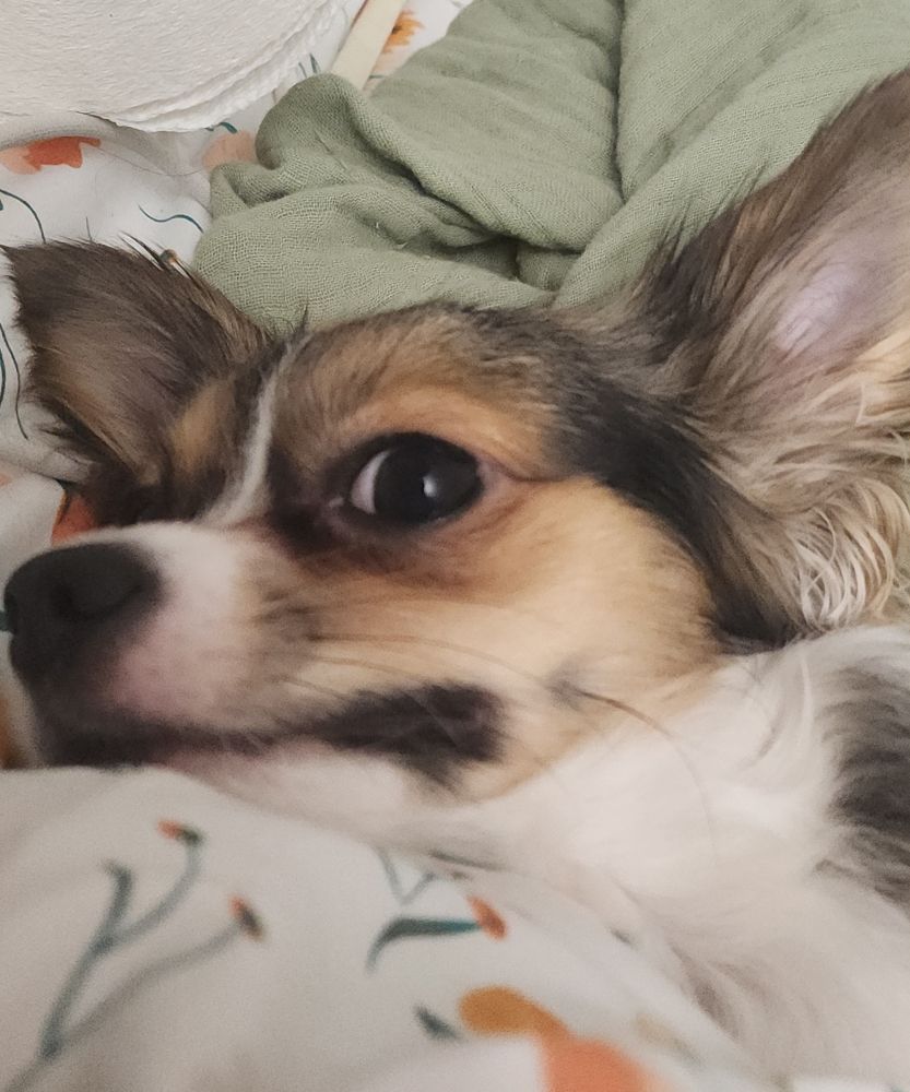 Chihuahua stress grimacing at the camera because she doesnt like to share a bed 