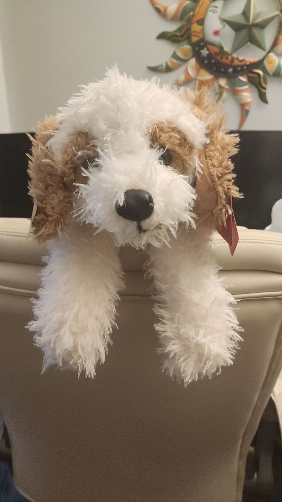 Brown and white fluffy doll dog