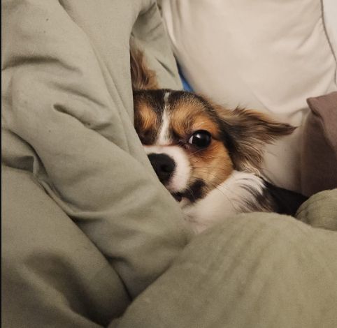 black brown white chihuahua buried in a green blanket stares contemptuously into the camera