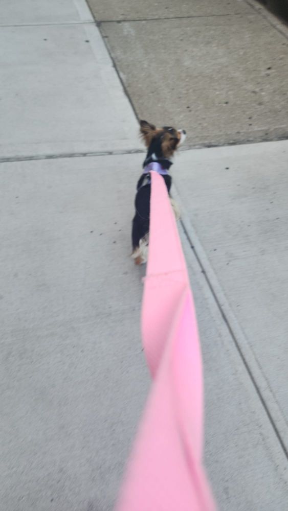 blury photo of a blackwhite and tan chihuahua at the end of a pink leash looking tiny af