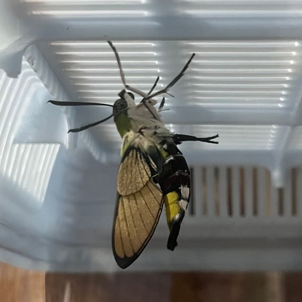 羽化したてで鱗粉がついています