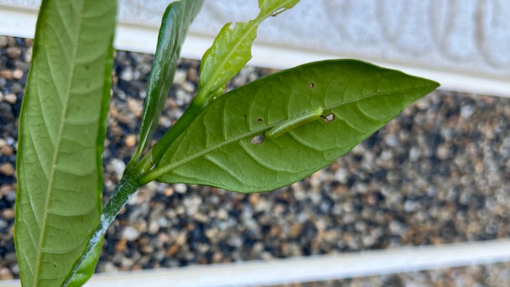 幼虫
2齢くらいかな？