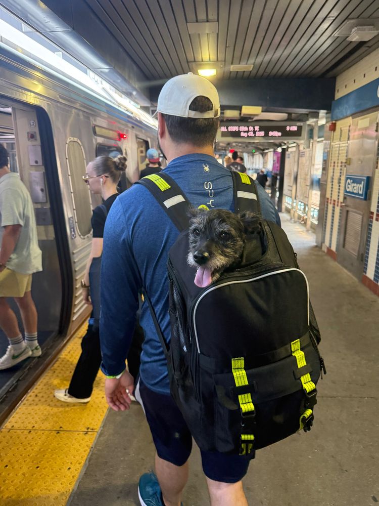 Dog poking out of a backpack on the subway 