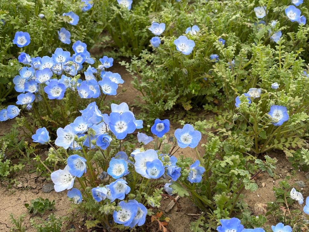 ネモフィラの写真です