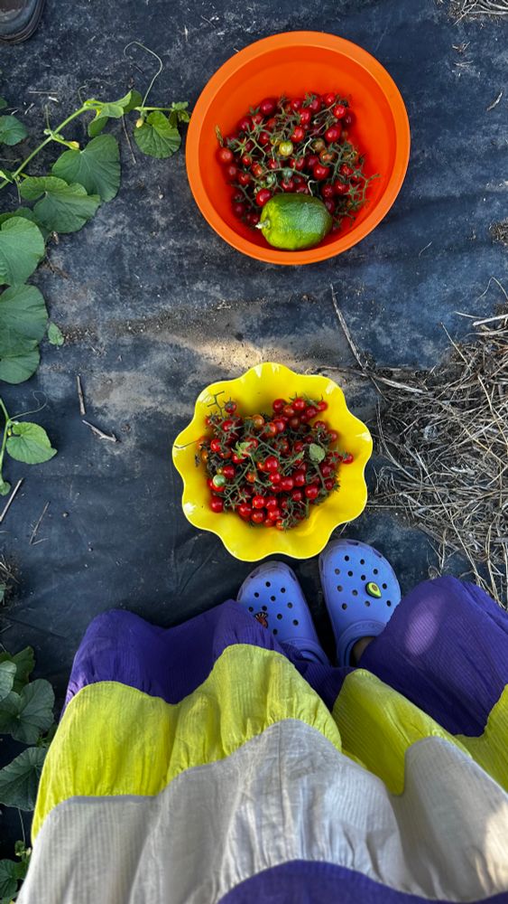 Tomates cherry e um limão da minha horta. 
