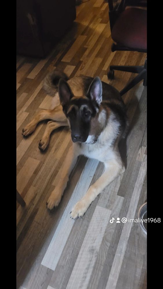 Get a German Shepard they said it will be fun well he is a handful 😉 

