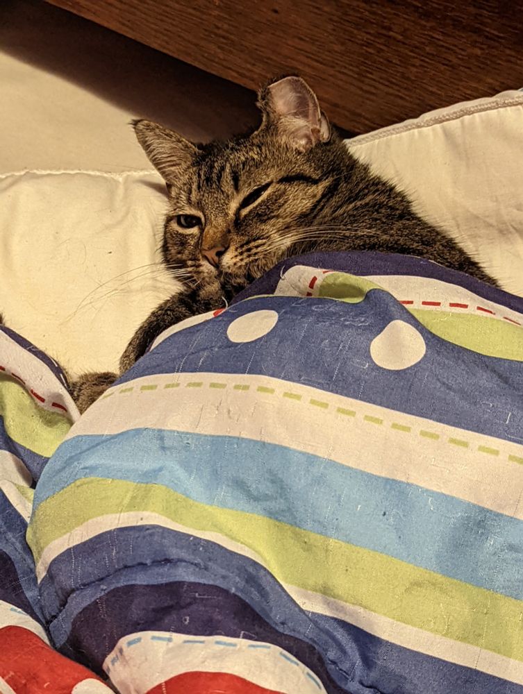 Cat tucked under a blanket and laying in a pillow.