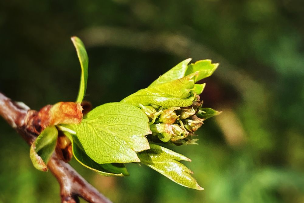 Macro photograph of a cluster of tiny bright green Hawthorn leaves, newly emerging from buds. Background is darker green and blurred. 