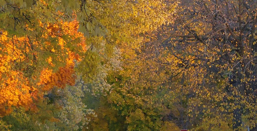 photo of trees in the fall