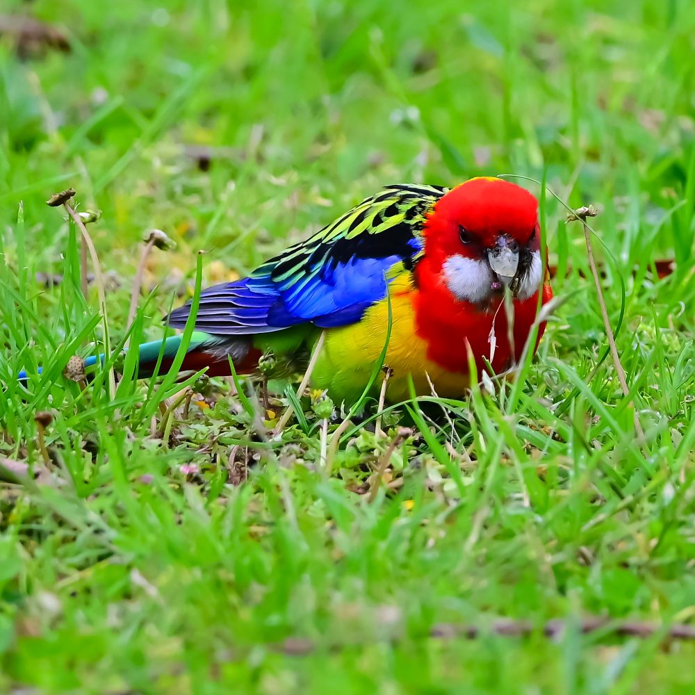 Closely cropped image of an Eastern rosella feeding on the ground. The reds, blues, yellows, and greens of this shy little parrot positively scream out of image - internally enhanced using Nikons Vivid mode. As if it needed that! Very good little birb. 