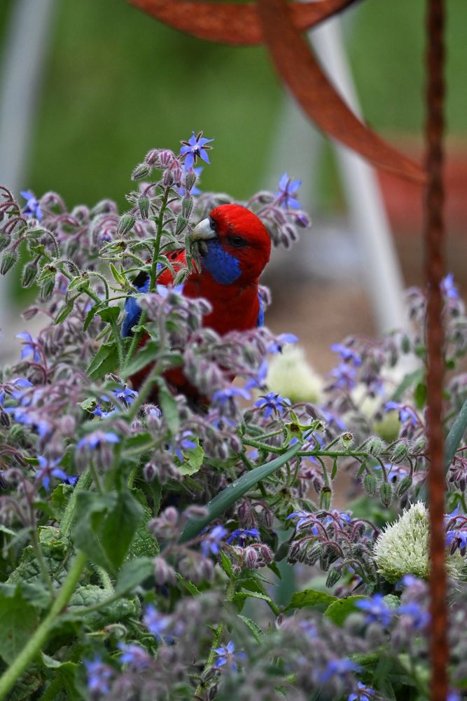 Image of an adult Crimson rosella dining in the abundant purple flowers of a Borage plant in the vegetable garden.