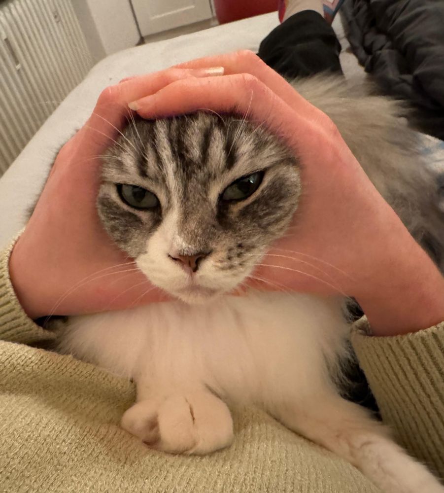 ich halt den kopf der katze mit zwei händen so dass man ihre ohren nicht sieht