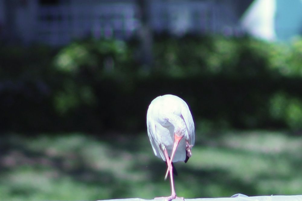 An American white ibis standing on one leg and scratching his head with his other leg. 