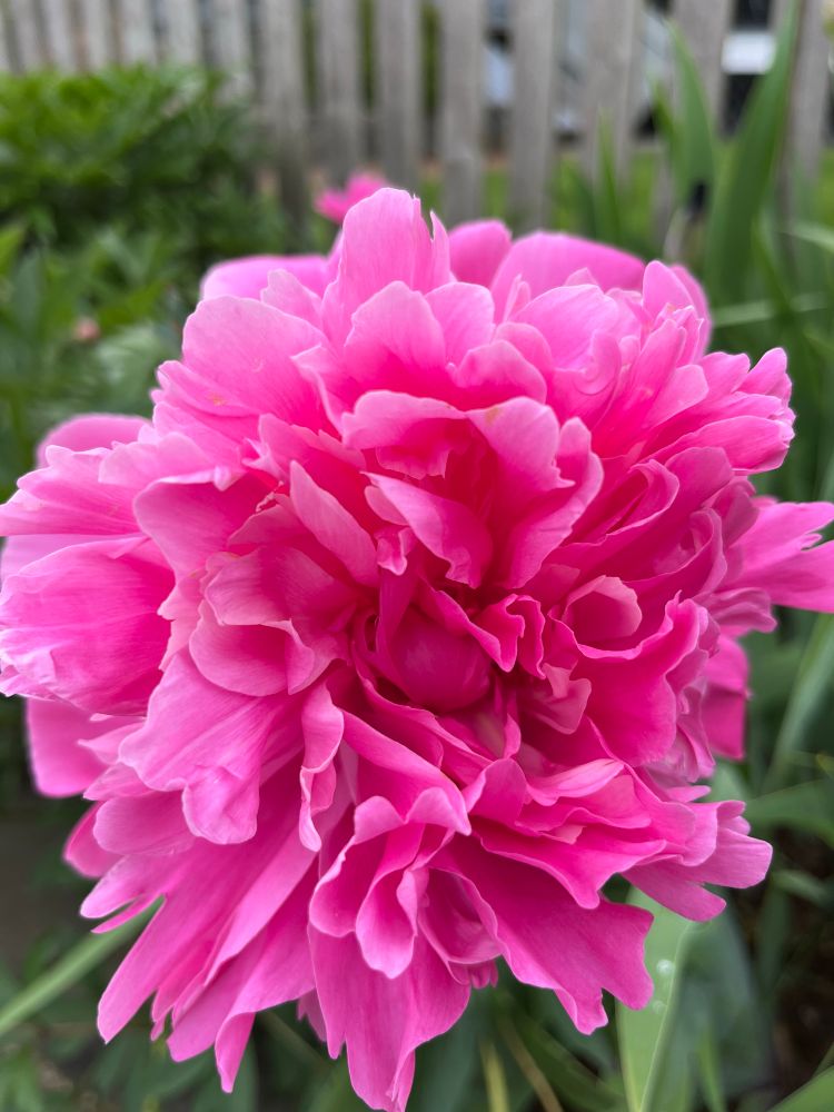 Bright fushia pink peony bursting with bright color on an overcast day 