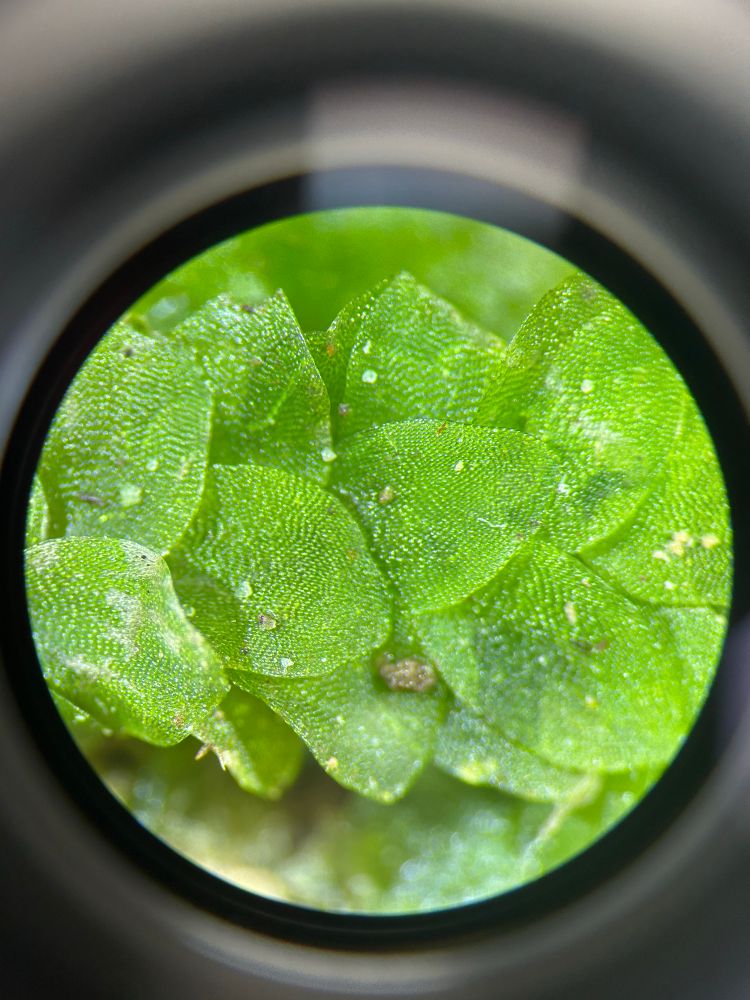A bright green moss with wide, flat leaves overlapping each other like scales. The leaf cells are large, reflecting the light in glittering diagonal lines.