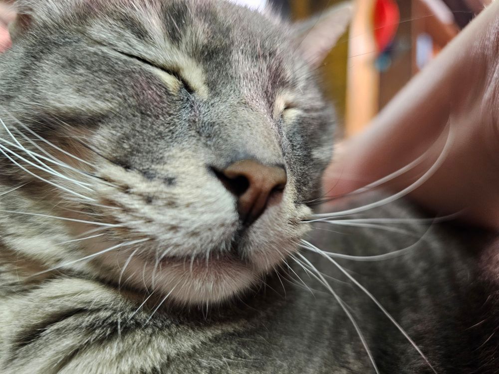 Gray tabby cat closeup with his eyes closed while he snuggles his human