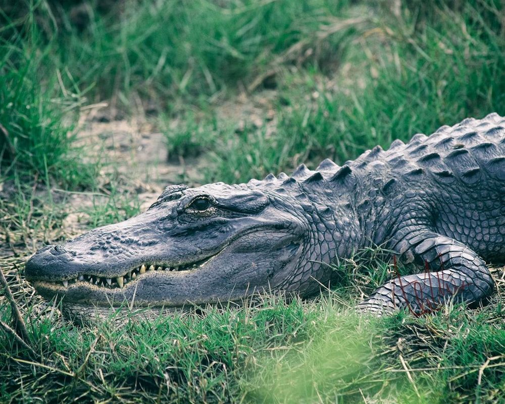 The profile of an alligator stretches across the center of the screen in a tight crop with its jaw loosely open as it suns itself. The sun highlights the gator's snout, back, and big black eye. Fluffy grass wraps around the gator and behind it.