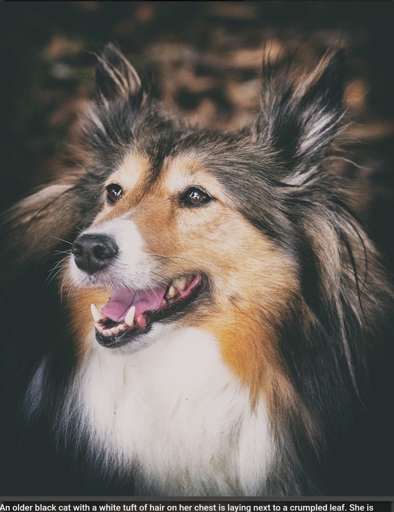 A long haired toy collie with bright brown eyes is looking off into the distance with ears perked up. Its muzzle and face are greying out and coat is a vibrant orange, white, and black.