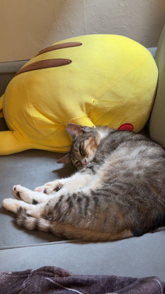 Tee, a brown and white tabby, lays on a grey couch. she’s shaped like a croissant and sleeping peacefully