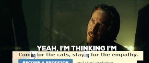 John Wick scene, edited so John Wick says “yeah I'm thinking I'm -- Coming for the cats, staying for the empathy”, using a screenshot of the old reddit tagline.