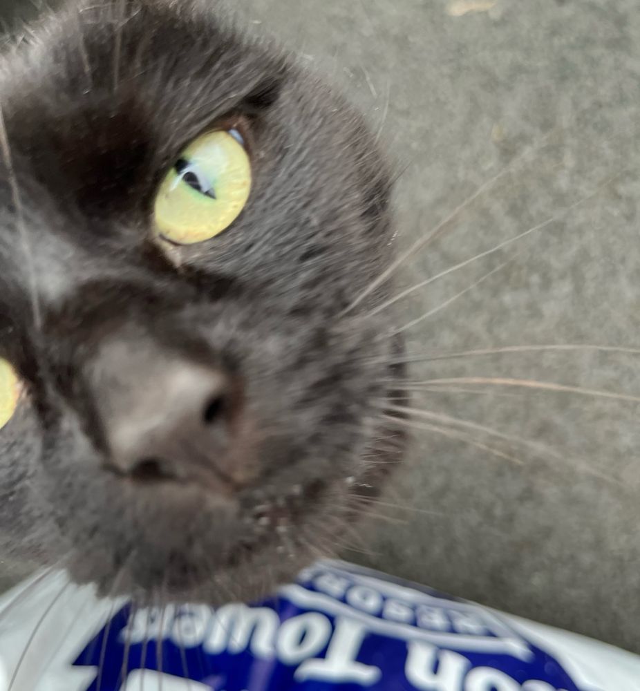 Silly cat! Cute cat! Demands attention before I go to work lmao
