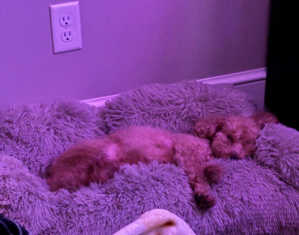Big chicken in a big bed