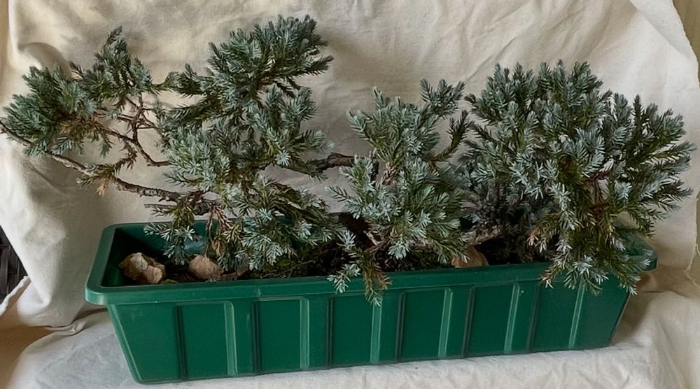 Green plastic 2 ft planter with blue-green evergreen juniper.