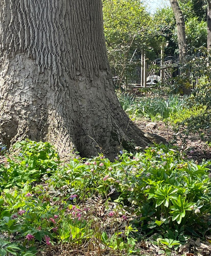 Base of large tulip tree with red epimedium flowers, bluebells, hellebores, ferns and red bleeding heart.