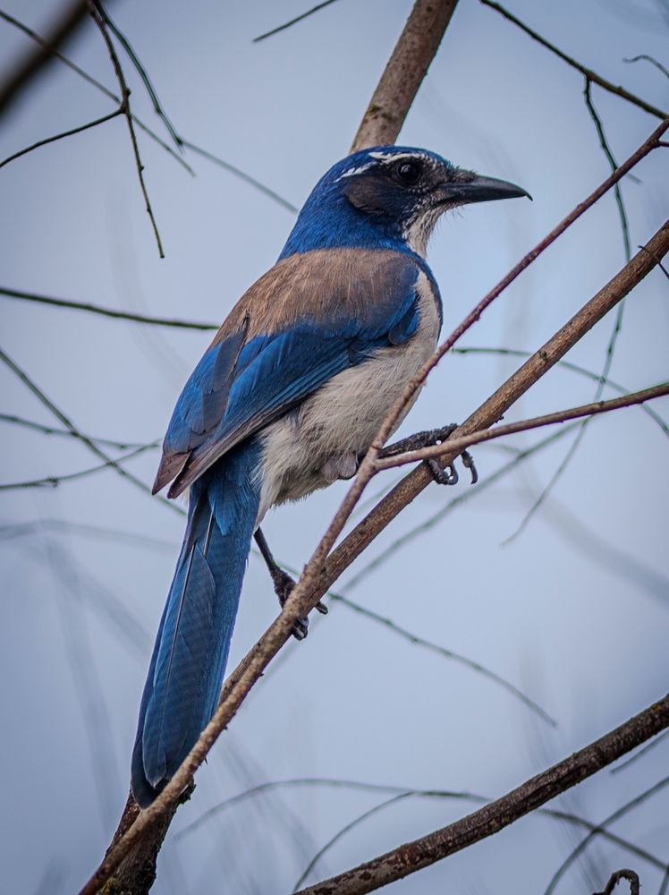 A blue California Scrub-Jay with blue wings, a black beak and white belly, is perched on a branch
