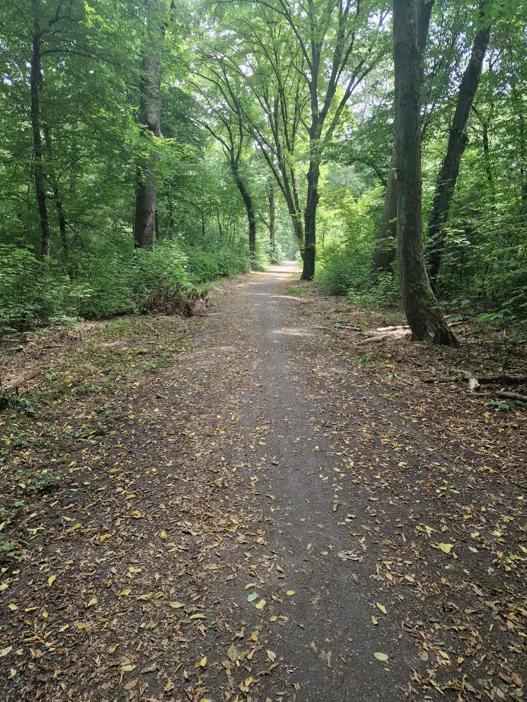Sommerlicher Wald, der nach Herbst aussieht 