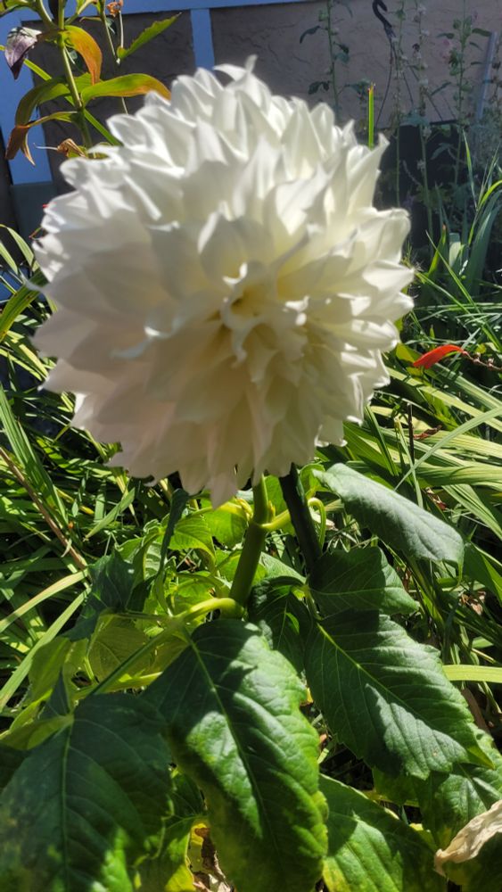 White dinnerplate dahlia in full bloom