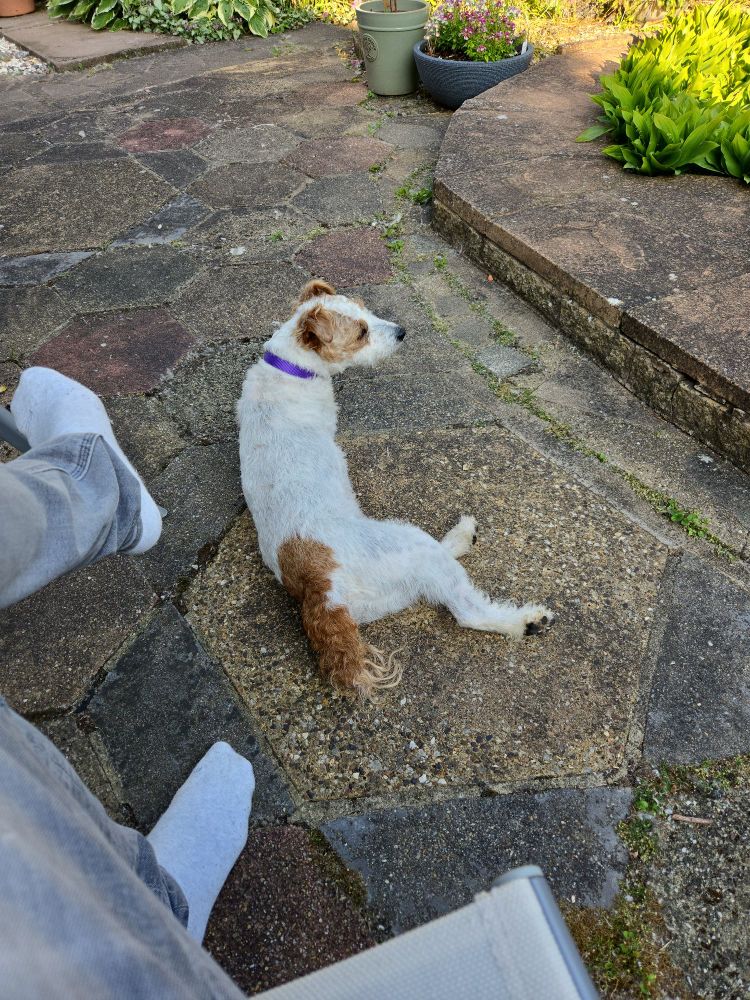 Chip, a small terrier with a purple collar, lies on her side on a sunlit stone patio next to a pair of relaxed feet in white socks. She’s gazing toward the garden, completely at ease.