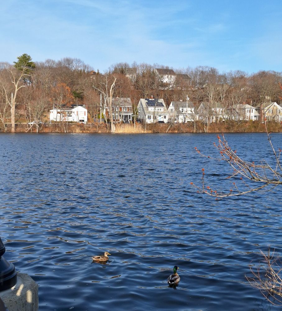 Me at a pond here in Massachusetts as the duckies swim and float about, surrounded by trees and houses as well