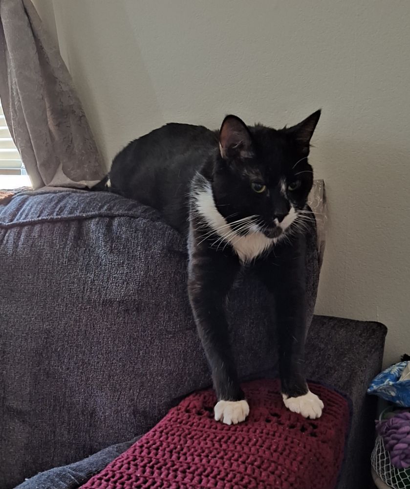 James, my tuxedo cat, in an awkward, funny position on top of the sofa where he looks somewhat elongated 