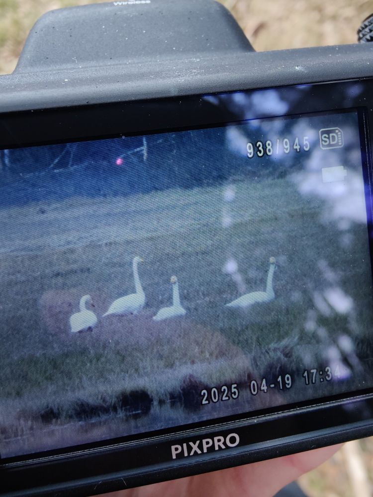 A photo of a camera's screen. On the screen, four swans are laying down in a field, getting ready to sleep for the night.