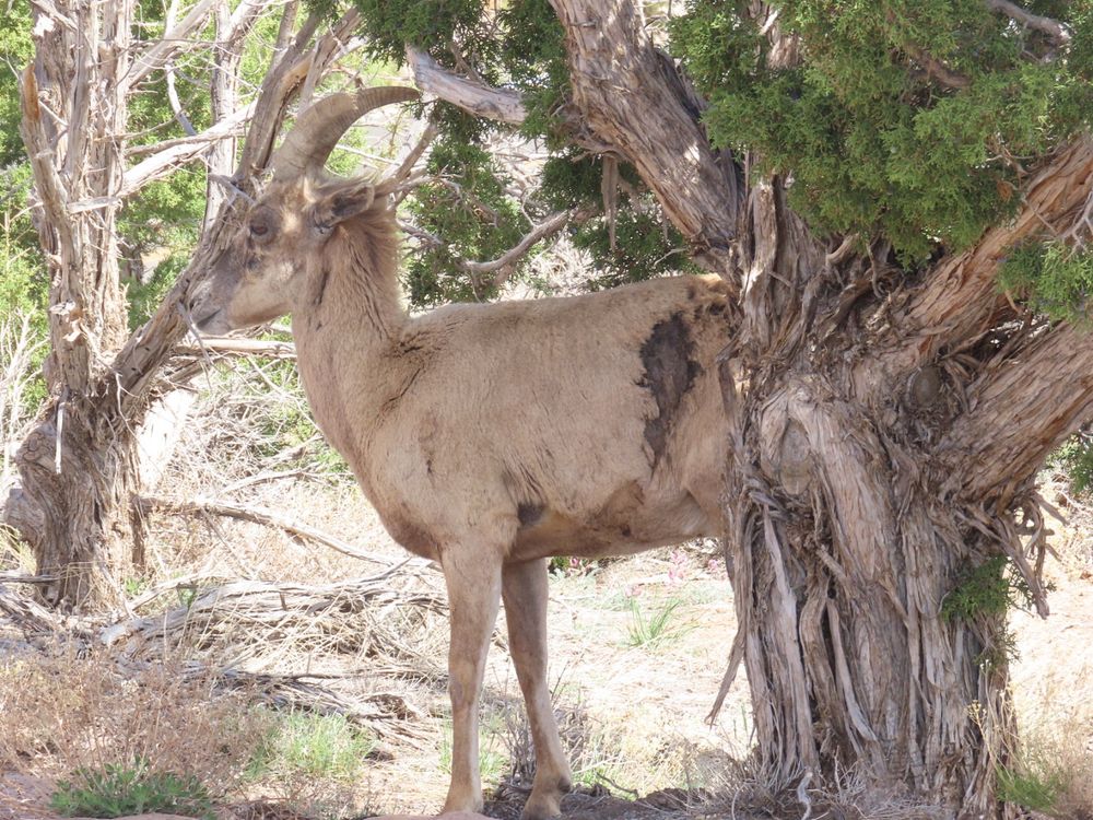 Juvenile bighorn sheep showing off its natural camouflage 