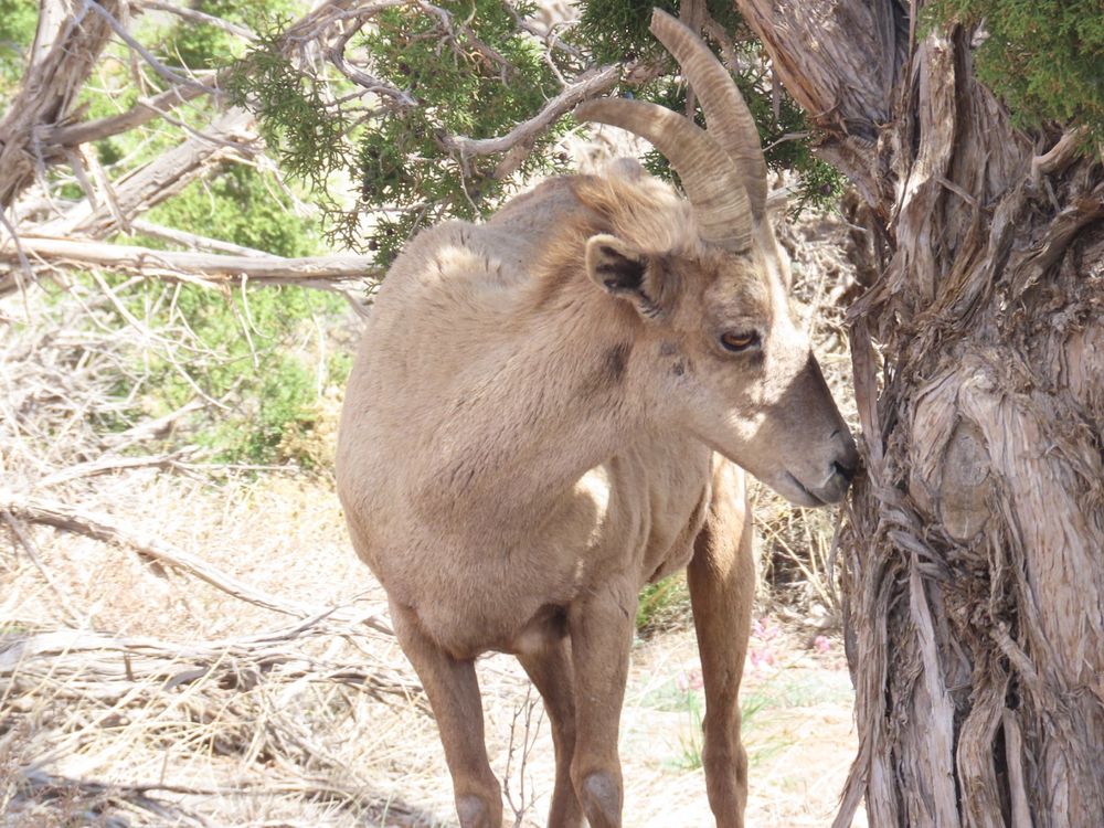 Juvenile bighorn sheep by a tree.