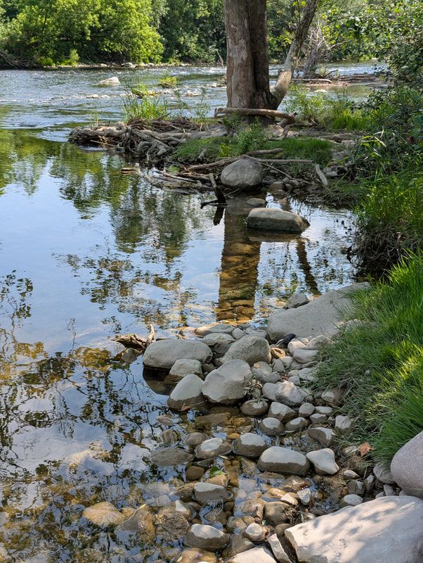 A photo taken from the shallow edge of the Thames River in London, Ontario in early summer. The sun is bright, and both banks have many green plants and bushes. There are rocks in front of the viewer that lead into the water, and the water reflects the trees and the blue sky