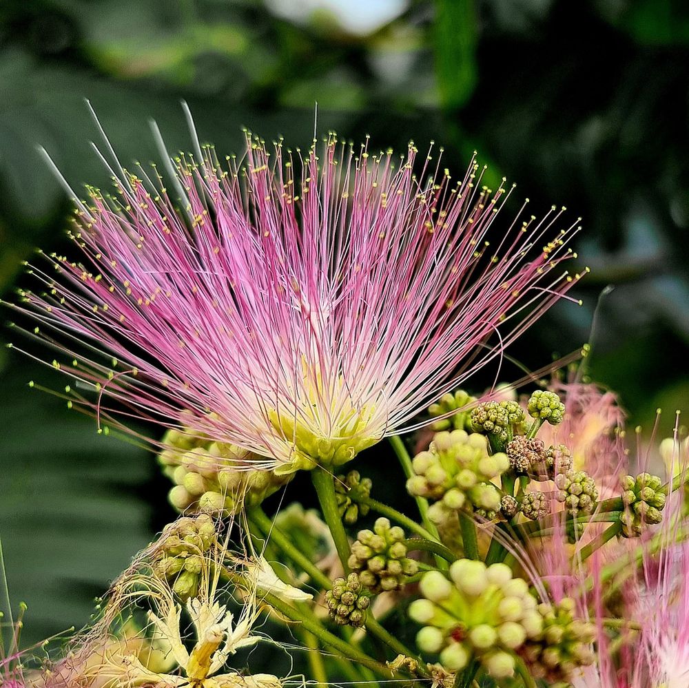 Fleur d'Albizia julibrissin rosea, l'arbre à soie rose