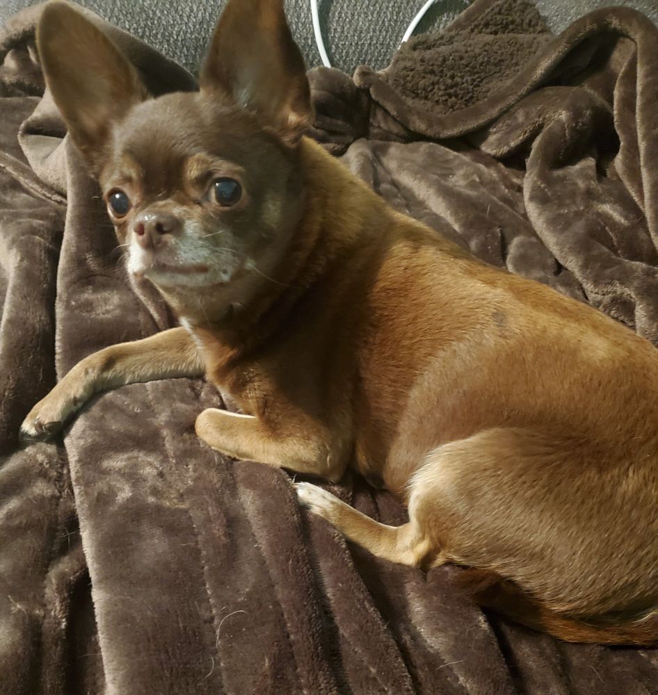 A chocolate chihuahua with a white muzzle & left foot, posing on a darker brown blanket. 