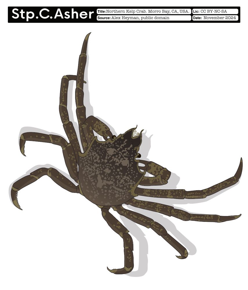 Digital illustration of a Northern Kelp Crab