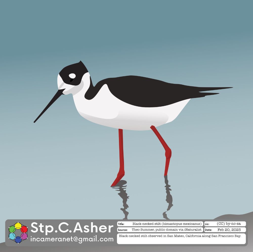 #illustration of a black-necked stilt (himantopus mexicanus) wading along the Pacific coast in San Mateo, California. Reference image created by Theo Summer and sourced from the public domain via iNaturalist. #affinitydesigner #birds #sciart #CreativeCommons