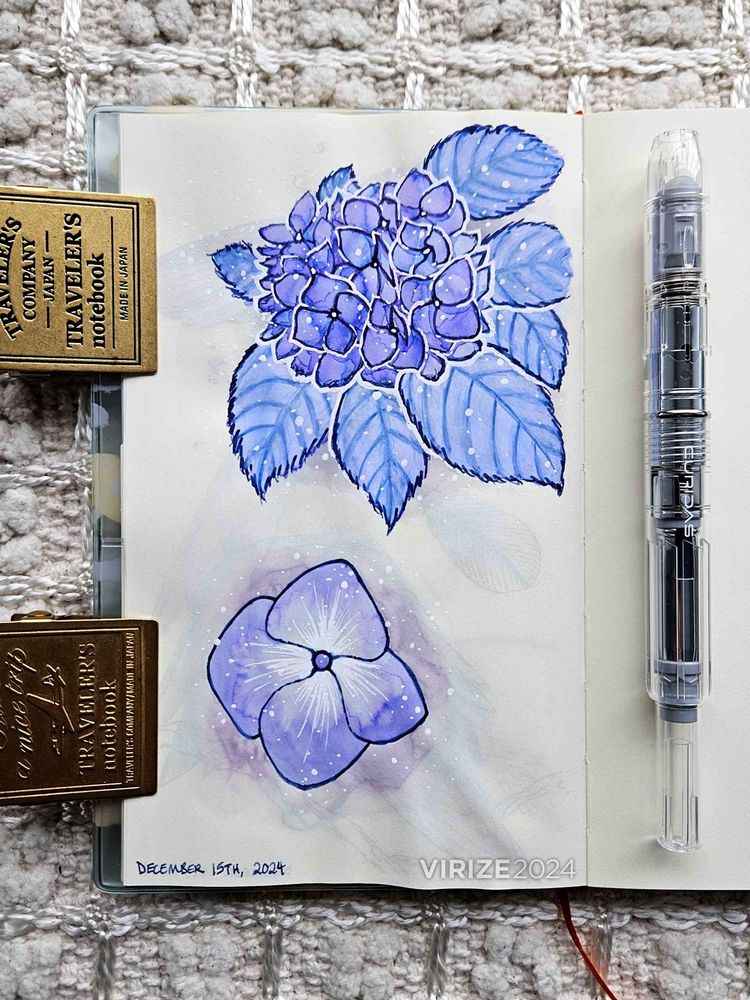 Traditional ink sketches of endless summer hydrangea flowers, drawn with a fountain pen and a water brush using a mix of dark blue ink, chromashading ink, and white gouache.