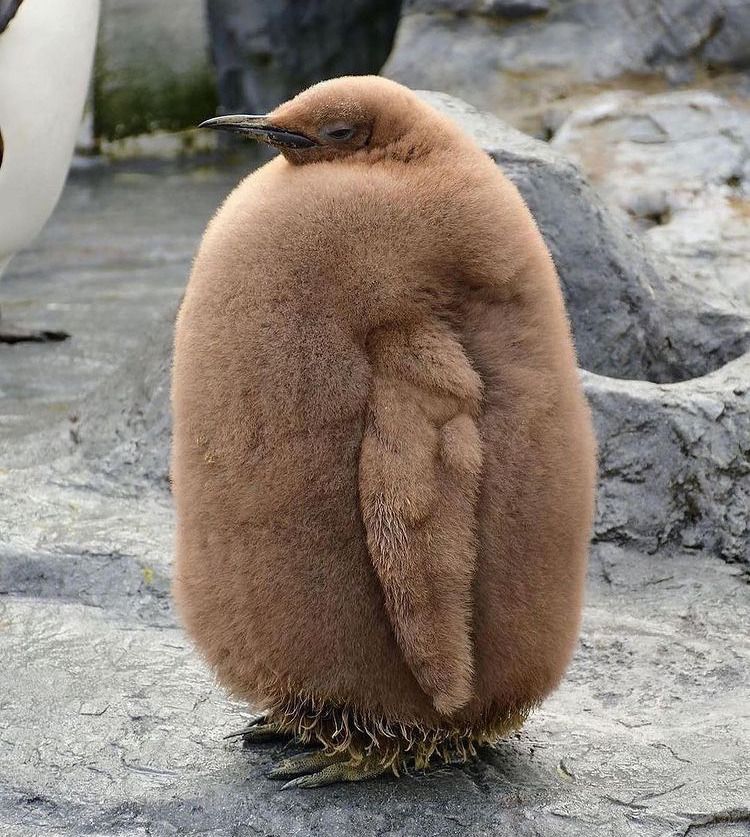 a very fat, fuzzy, and sassy-looking brown penguin chick (did I mention it is FAT)