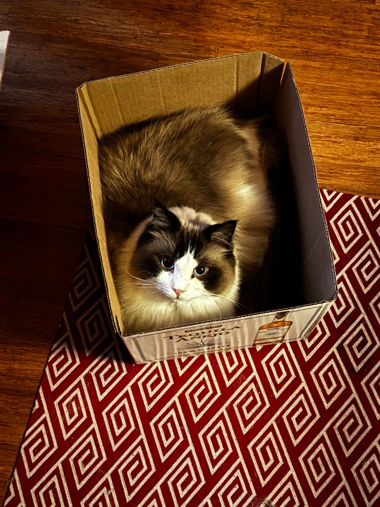 My cat who is fluffy and white with a brown mask and blue eyes sitting in a box. 