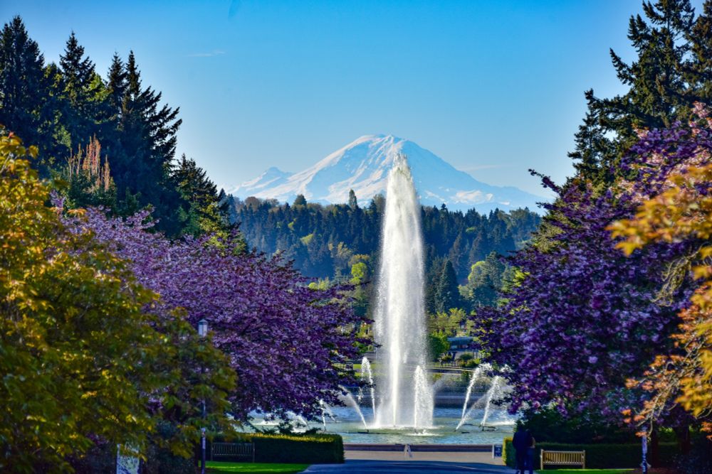 UW campus, Drumheller Fountain and Rainier Vista.

