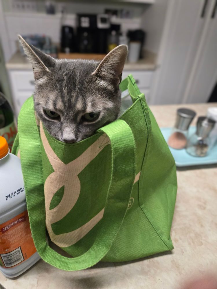 A grey tabby cat hiding inside a canvas grocery tote, on a countertop. 
