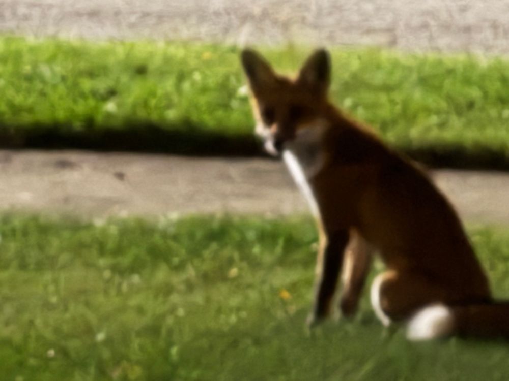 Slightly blurry image of a red fox standing in the grass. 