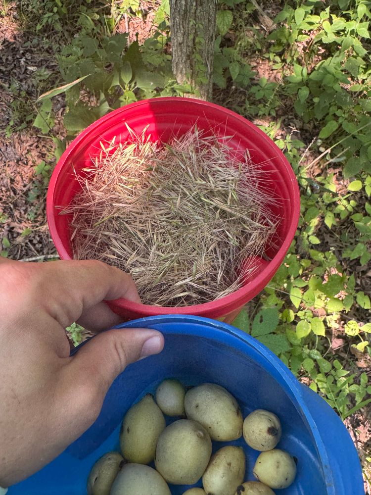 A bucket of collected bottlebrush grass seeds and another bucket with ripe mayapples. 