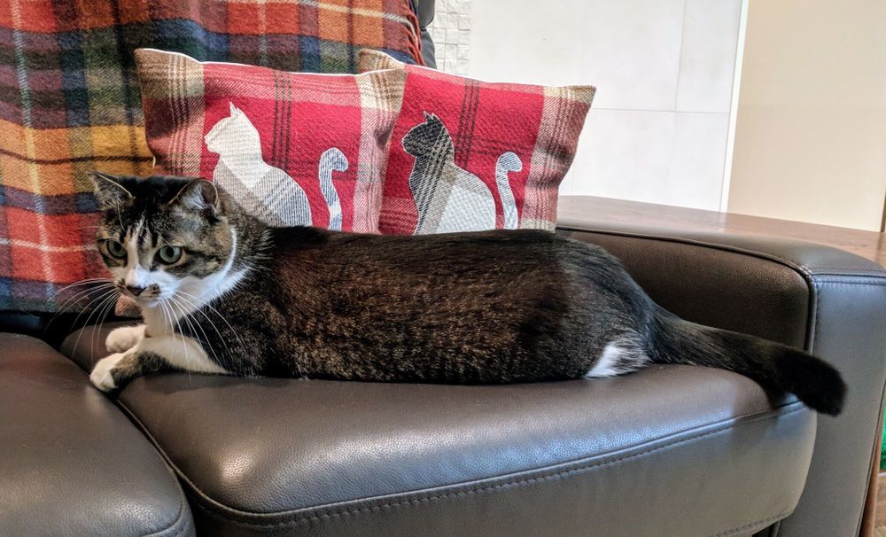 Photo by Bill Adler on July 19, 2025. May be an image of Abyssinian cat, tortoiseshell cat, kitten, sofa and text.
